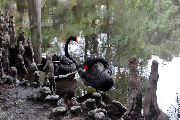 Black Australian Swans